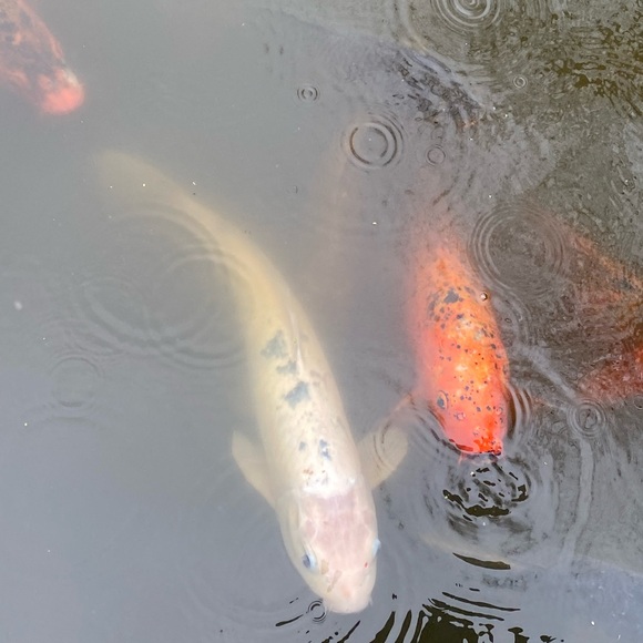 Meet your Posher, Eve - Picture 2 of 16